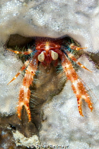 Bug-eyed squat lobster No.2, Montani, Puerto Galera by Tobias Reitmayr 
